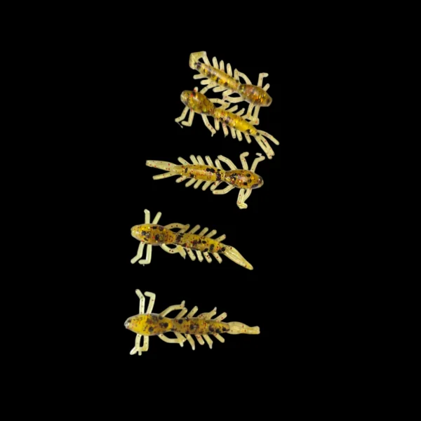 1.5 mayfly larvae